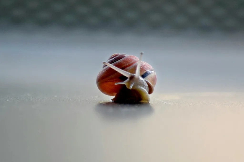 A close-up of a snail on a table